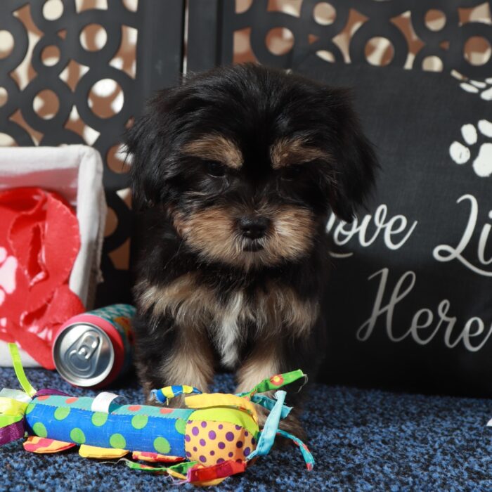 Gypsy-Intelligent Female Shorkie Puppy - Image 4