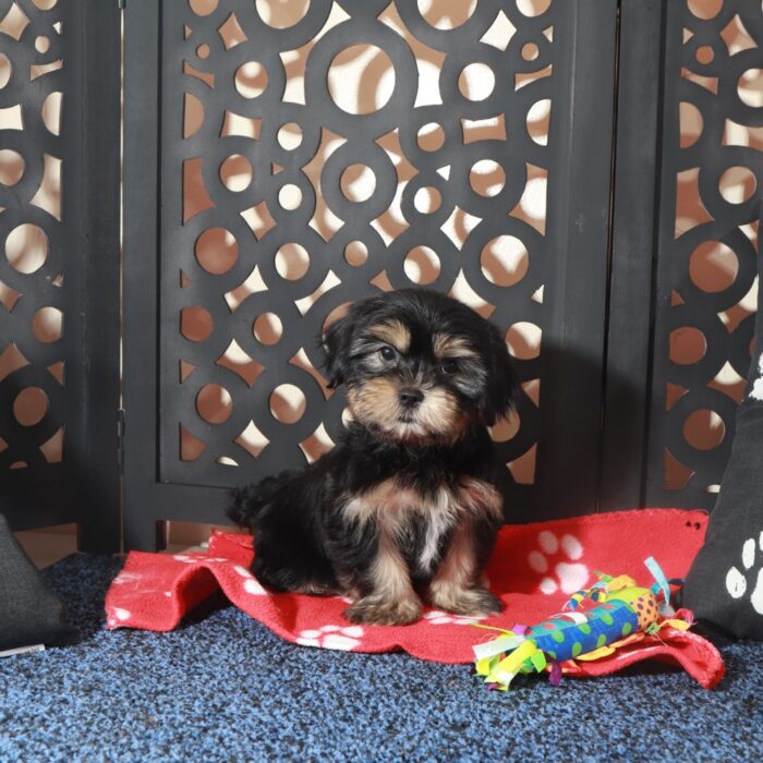 Gypsy-Intelligent Female Shorkie Puppy - Image 6