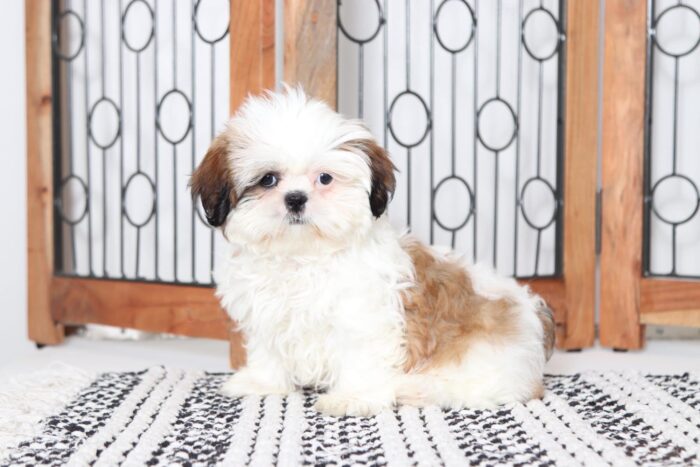 Haley - Precious Tri-Colored ACA Female Shih-Tzu Puppy