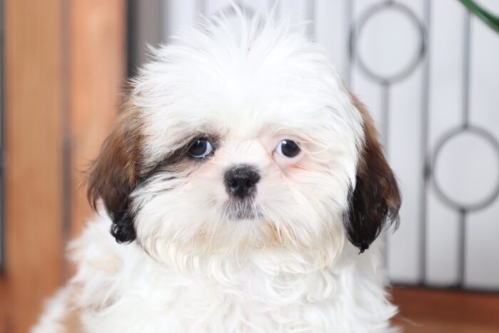 Haley - Precious Tri-Colored ACA Female Shih-Tzu Puppy - Image 2