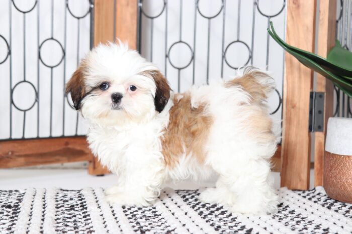 Haley - Precious Tri-Colored ACA Female Shih-Tzu Puppy - Image 3
