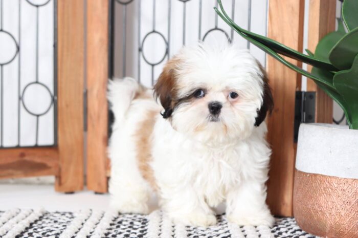 Haley - Precious Tri-Colored ACA Female Shih-Tzu Puppy - Image 4