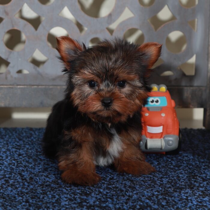 Half Pint-Cute Male Teacup Yorkie - Image 2