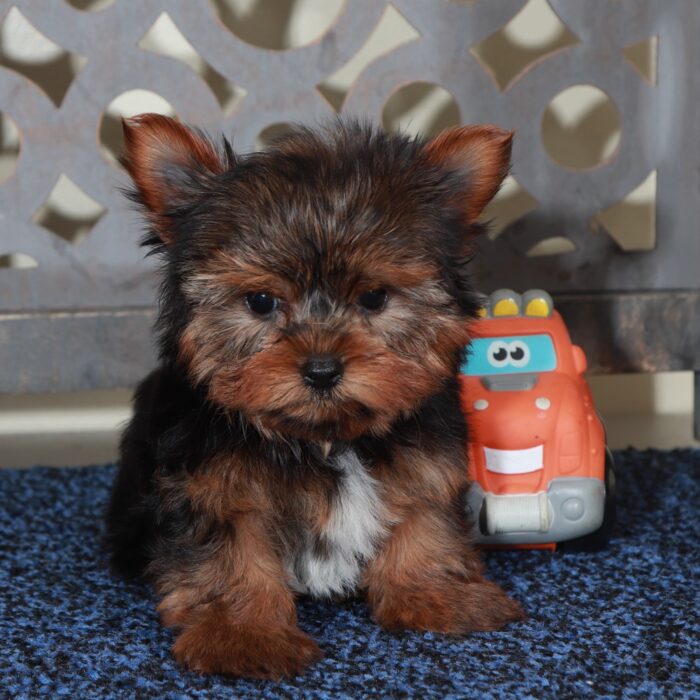 Half Pint-Cute Male Teacup Yorkie - Image 3