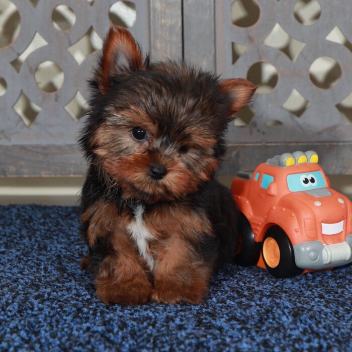 Half Pint-Cute Male Teacup Yorkie - Image 4