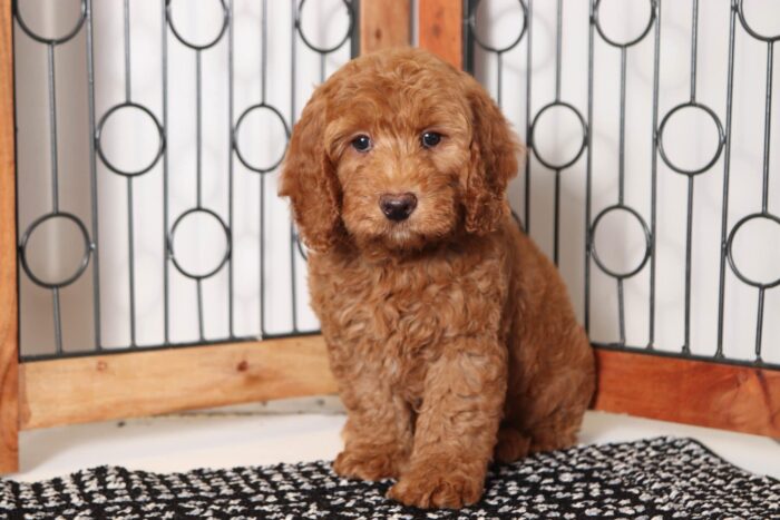 Hamilton- Sweet Male F1B Mini Goldendoodle