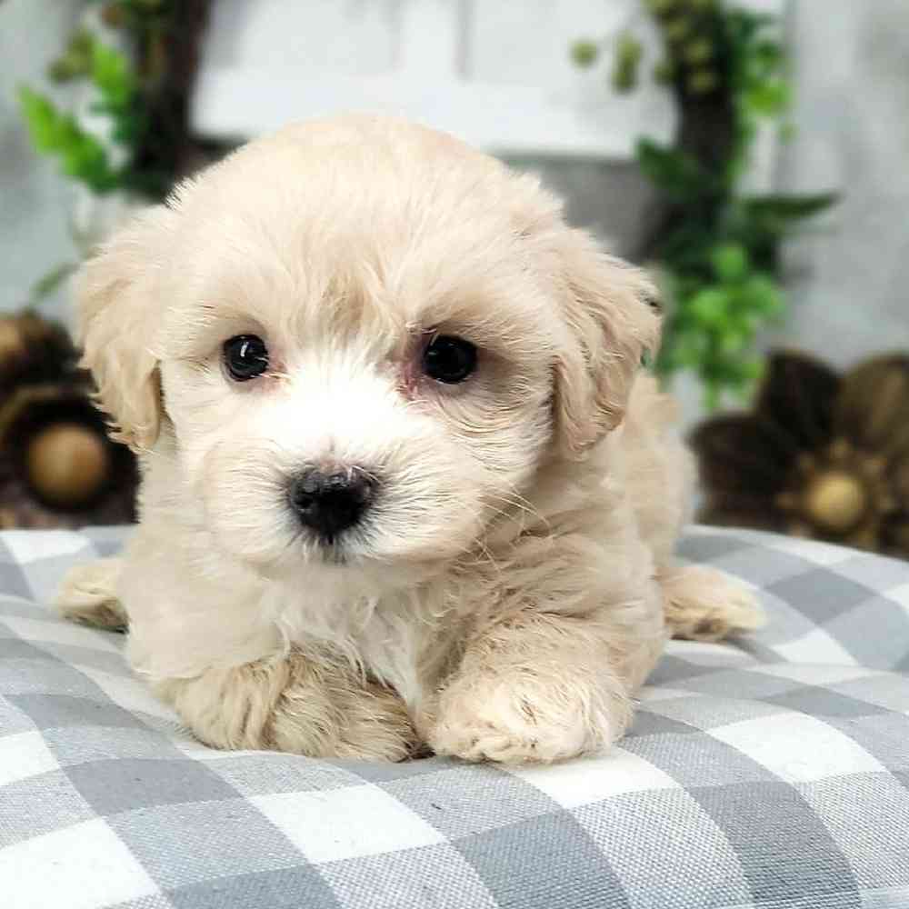 Hank - Charming MaltiPoo