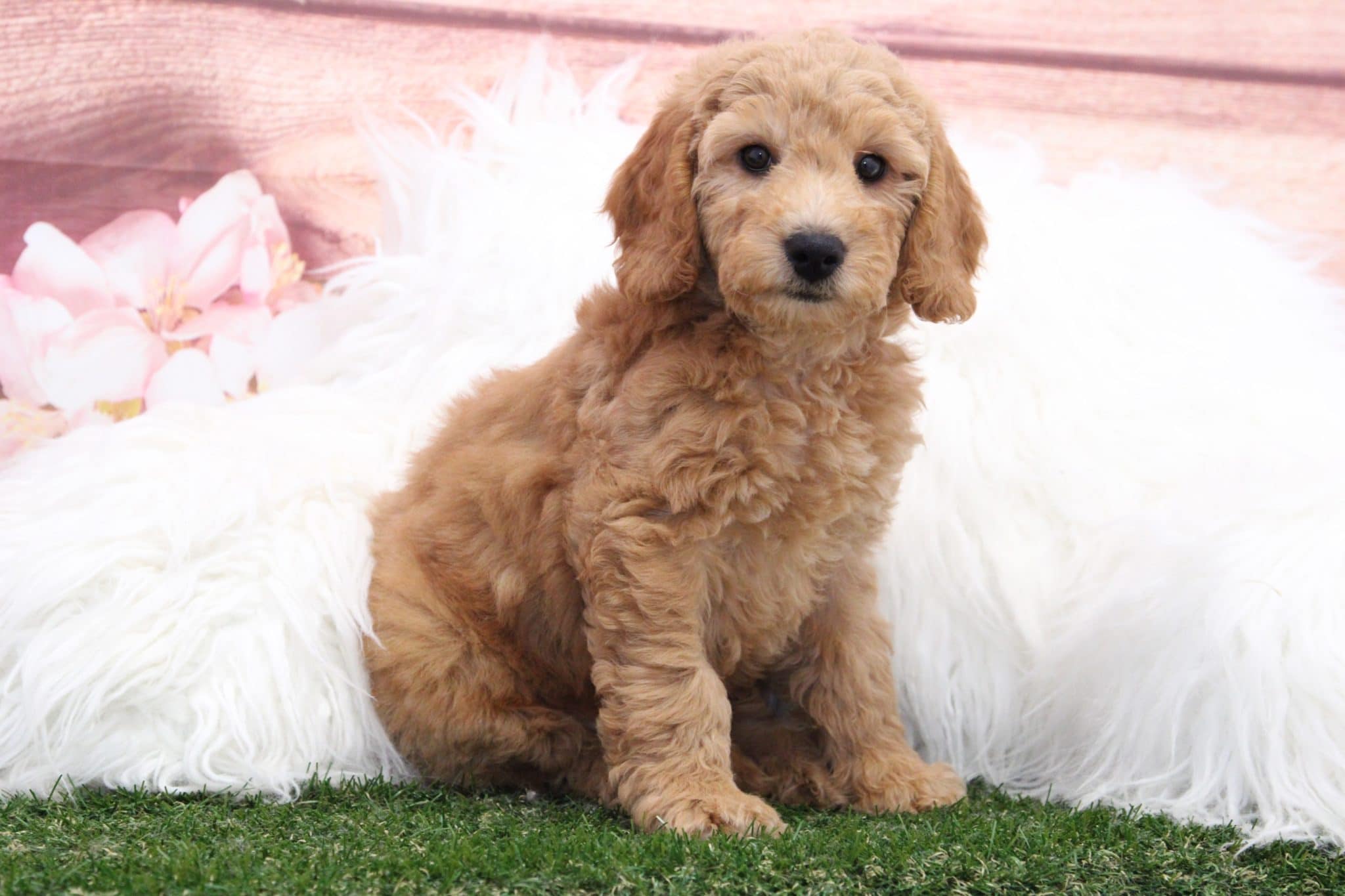 Hank - Attractive Gold Male F1B Mini Goldendoodle Puppy - Image 2