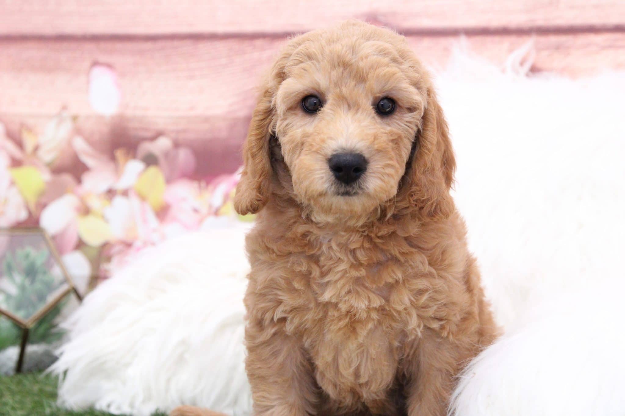 Hank - Attractive Gold Male F1B Mini Goldendoodle Puppy - Image 5