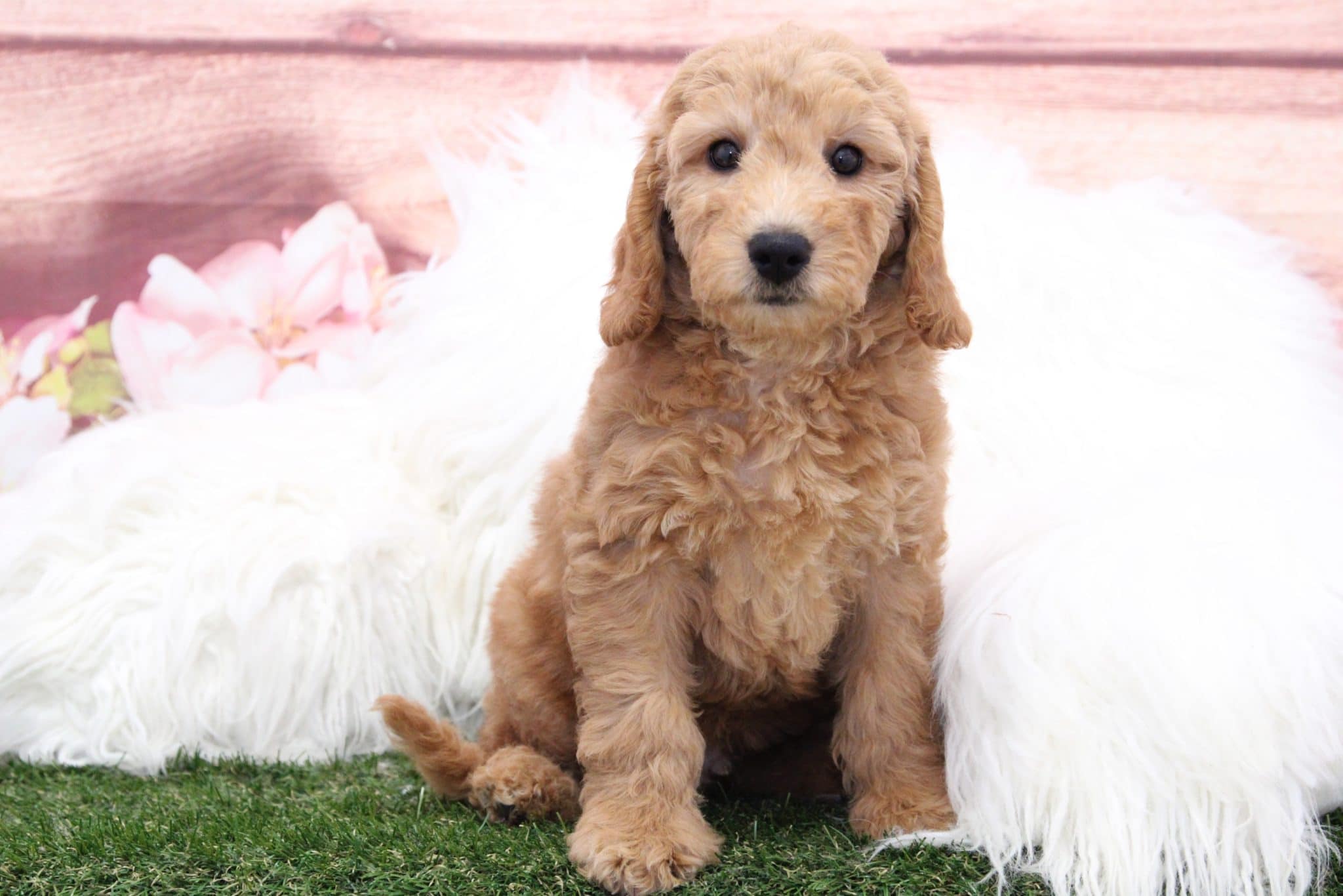 Hank - Attractive Gold Male F1B Mini Goldendoodle Puppy - Image 6