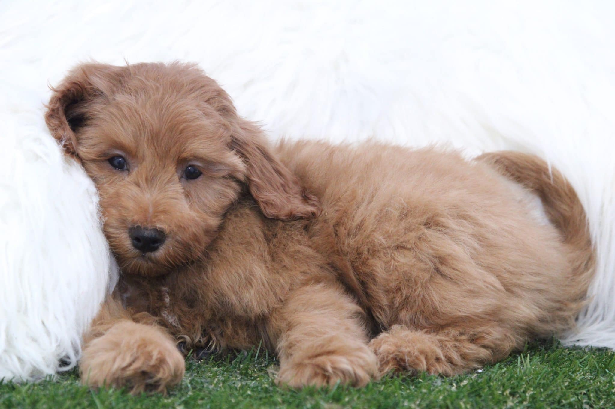 Harold - Unique Male Mini Goldendoodle Puppy