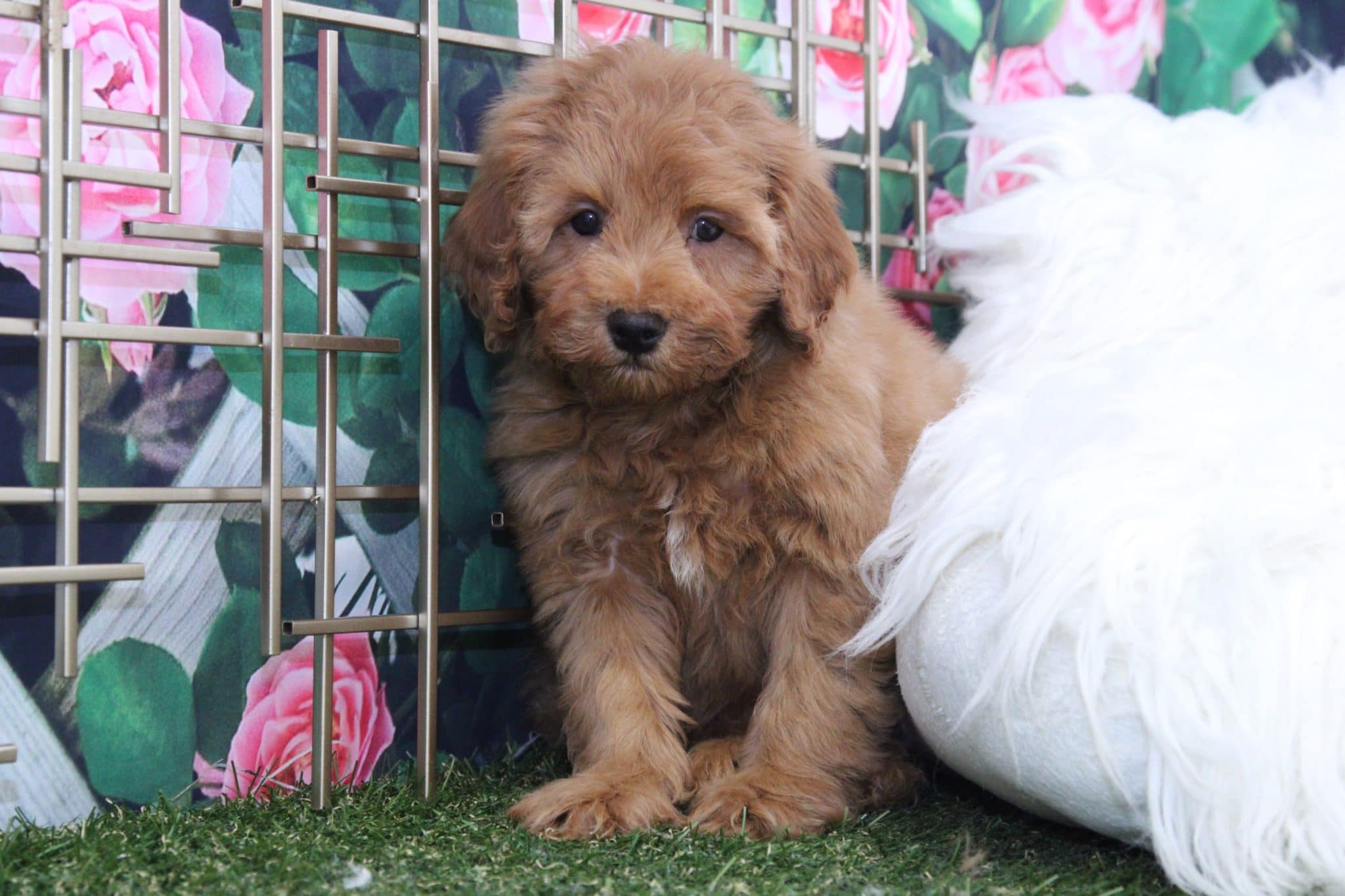 Harold - Unique Male Mini Goldendoodle Puppy - Image 3