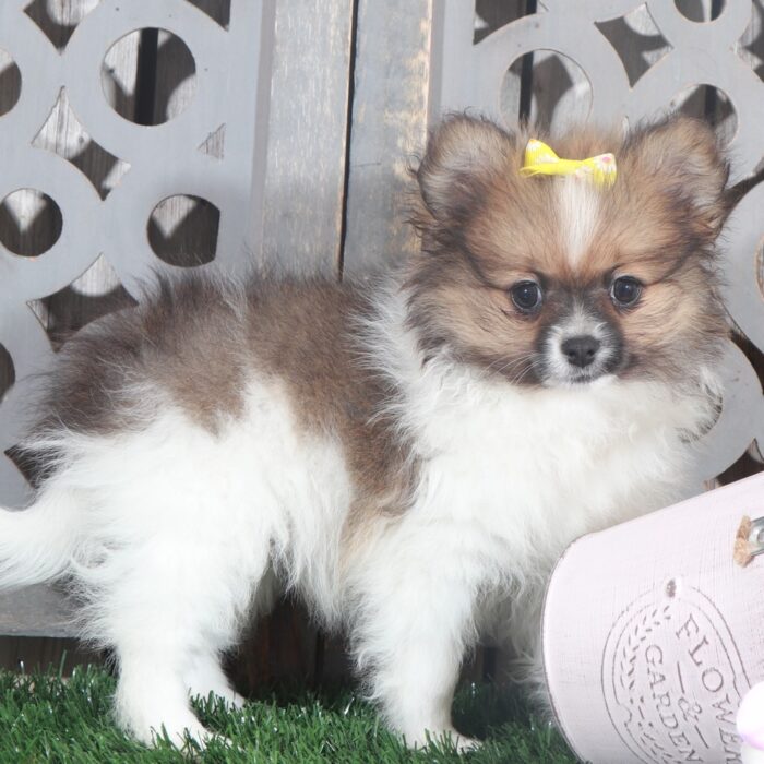Harper- Darling Female ACA Pomeranian Puppy - Image 3