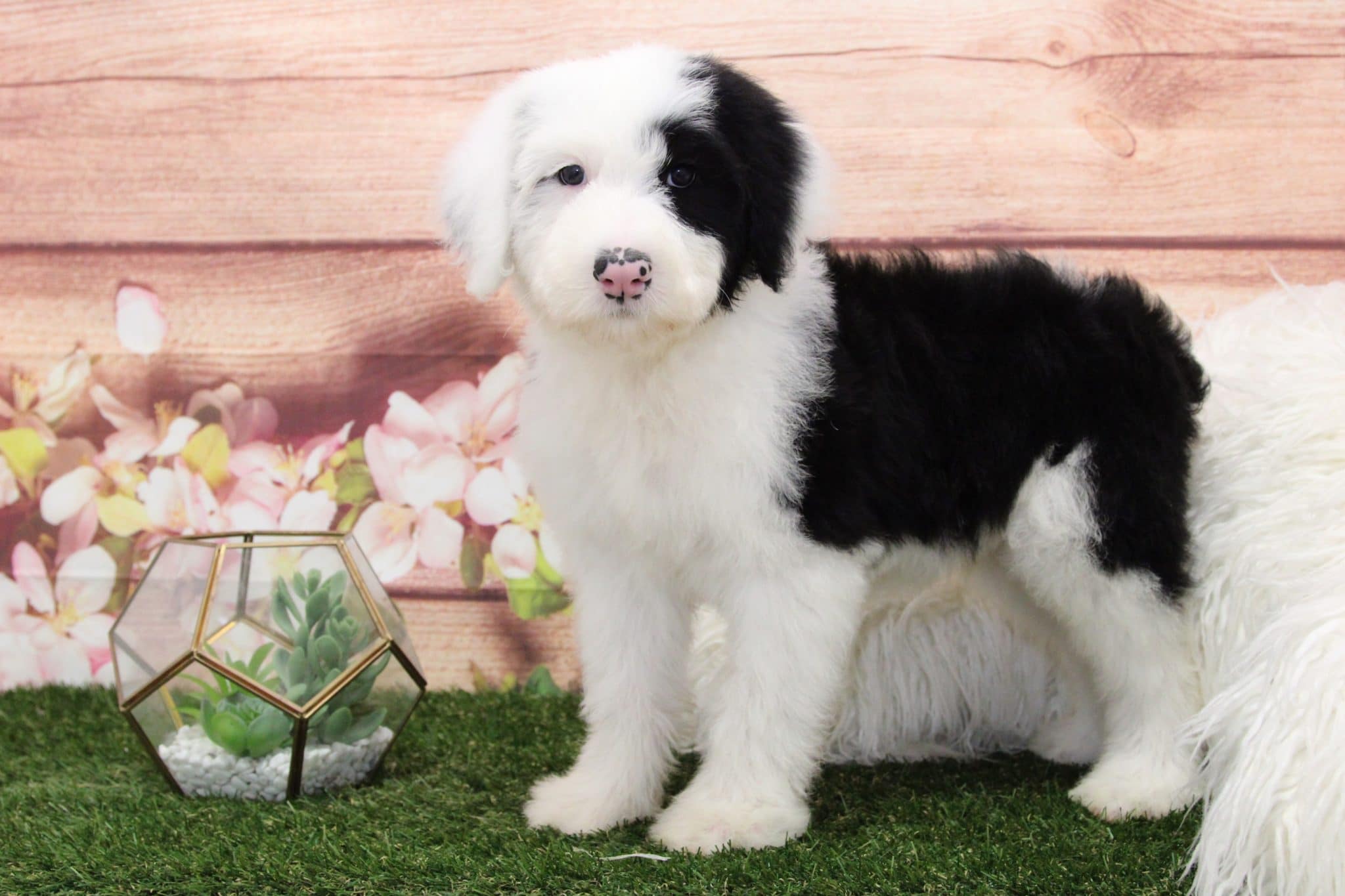 Harrington Male Sheepadoodle Puppy