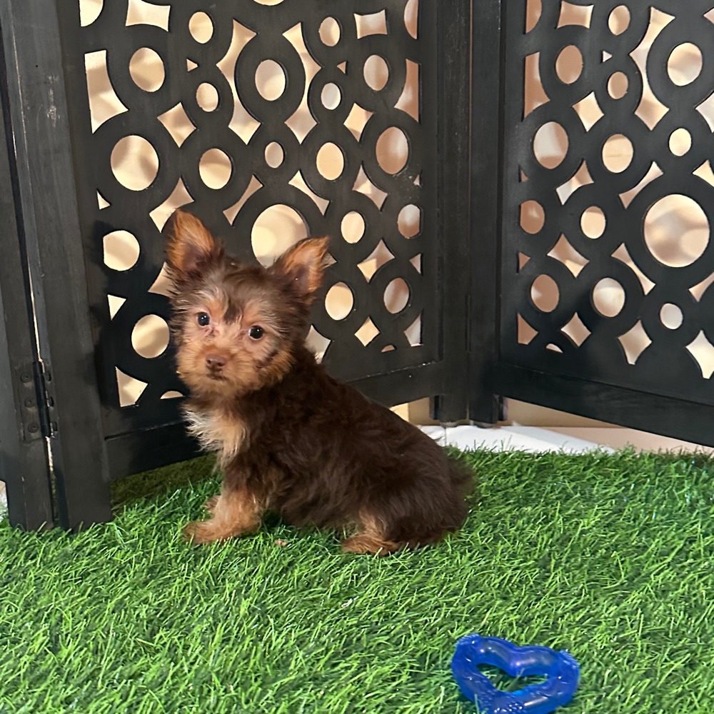 Harry-Spunky Loving Chocolate Teacup Yorkie - Image 2