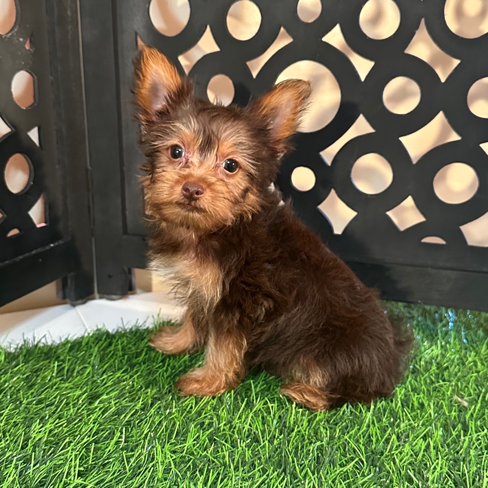 Harry-Spunky Loving Chocolate Teacup Yorkie