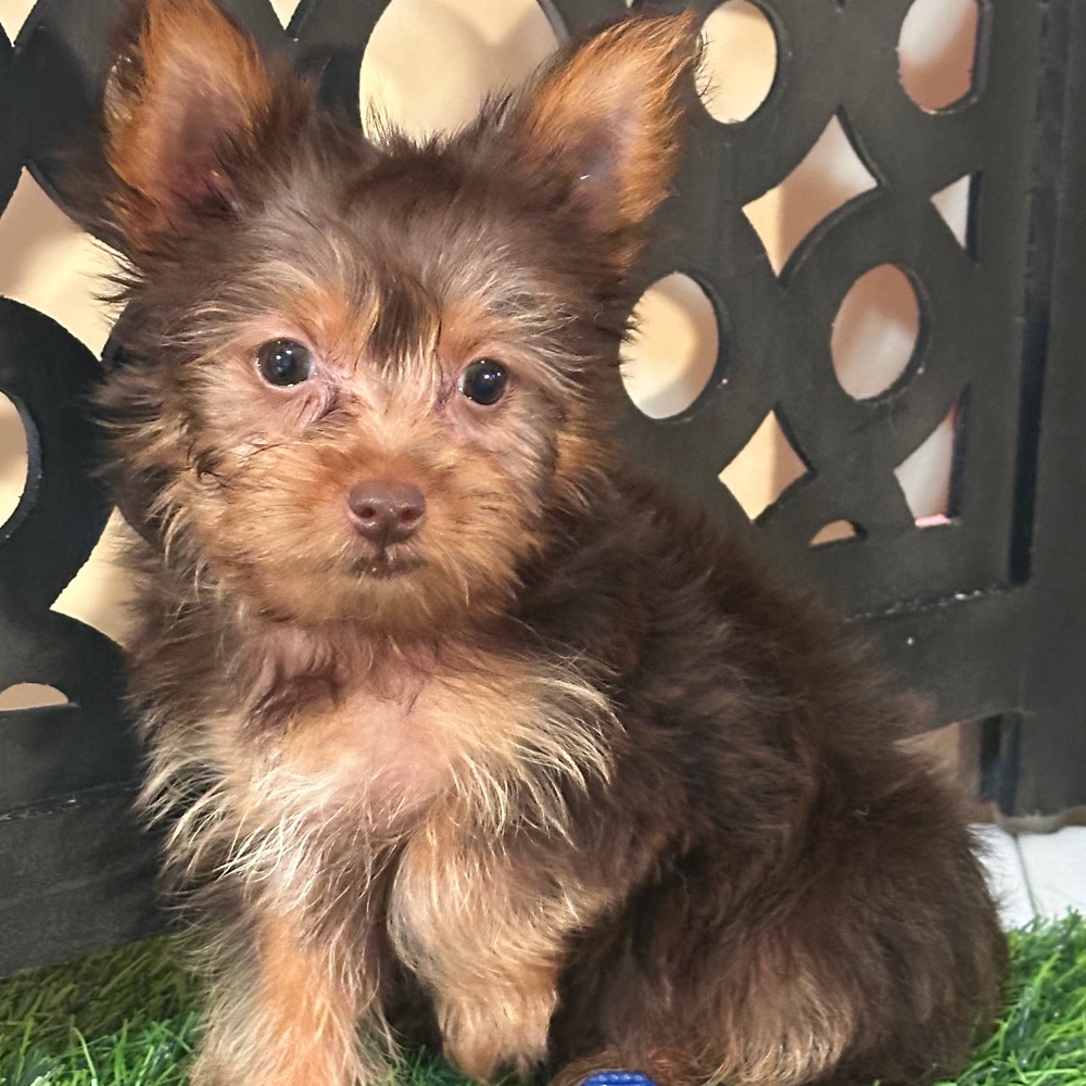 Harry-Spunky Loving Chocolate Teacup Yorkie - Image 4