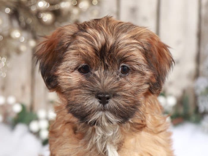 Hattie - Wonderful Little Female Shorkie - Image 2