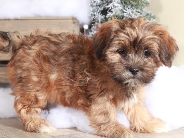 Hattie - Wonderful Little Female Shorkie - Image 5