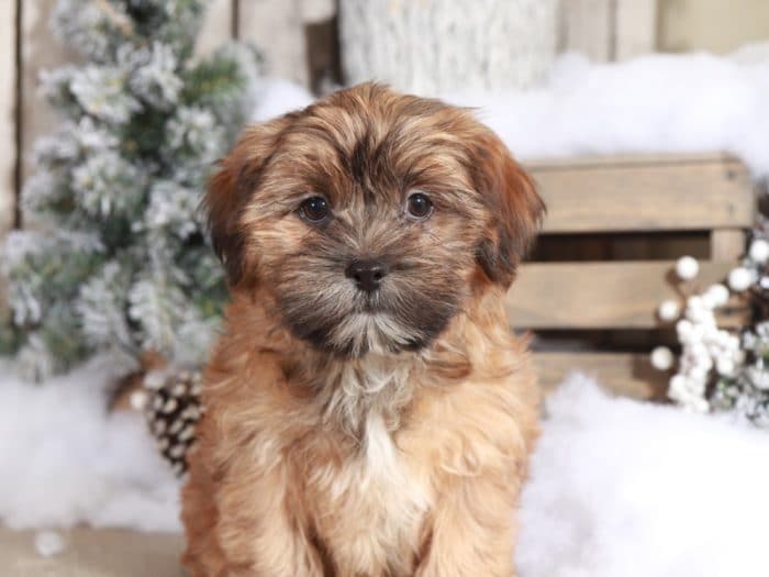 Hattie - Wonderful Little Female Shorkie - Image 4