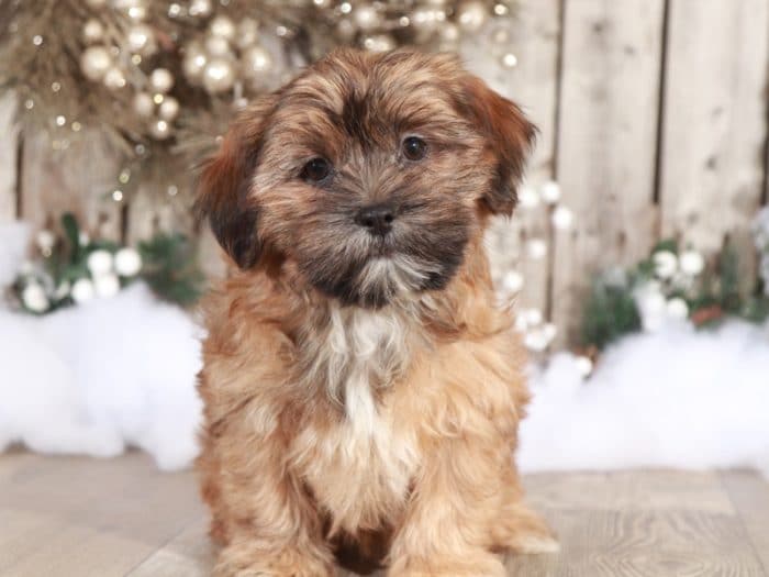Hattie - Wonderful Little Female Shorkie