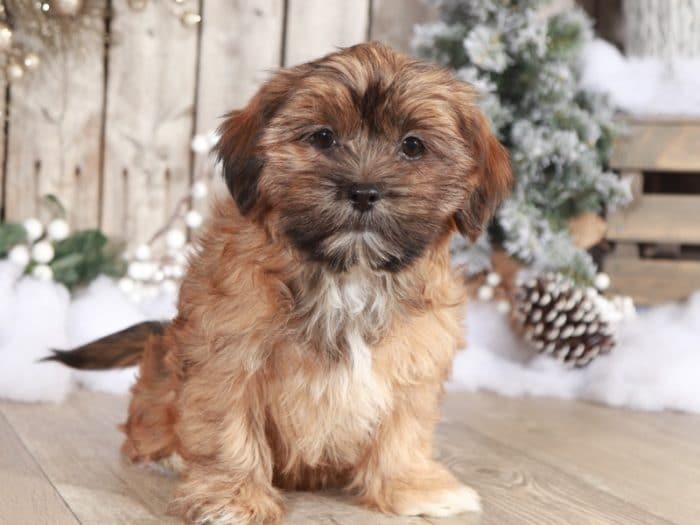 Hattie - Wonderful Little Female Shorkie - Image 3