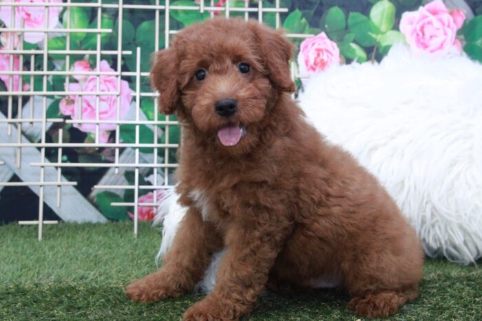 Hawk- Handsome Male Mini Goldendoodle Puppy - Image 3