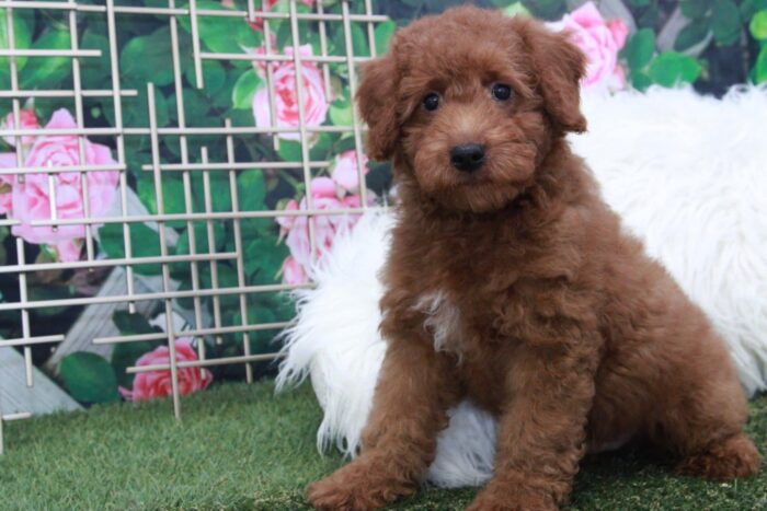 Hawk- Handsome Male Mini Goldendoodle Puppy - Image 2
