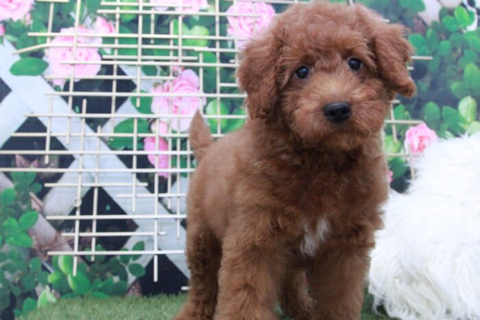 Hawk- Handsome Male Mini Goldendoodle Puppy