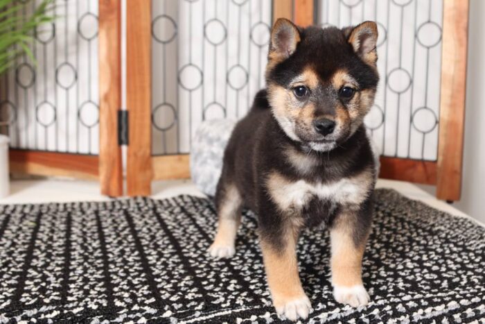 Hayes- Fun Black and Tan Male ACA Shiba Inu Puppy