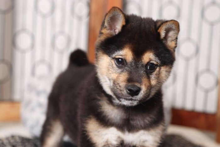 Hayes- Fun Black and Tan Male ACA Shiba Inu Puppy - Image 2
