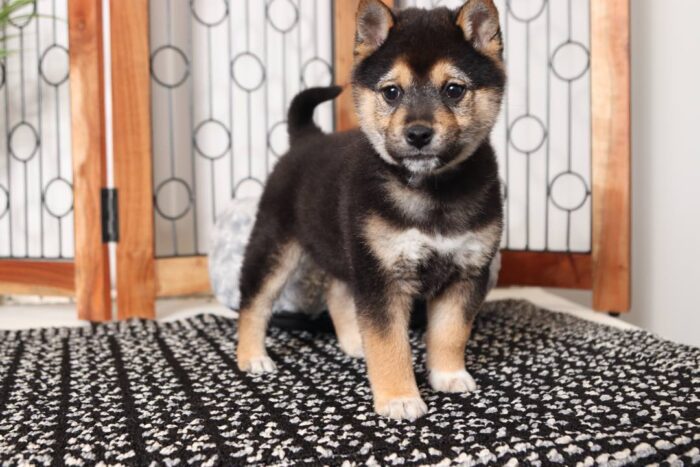 Hayes- Fun Black and Tan Male ACA Shiba Inu Puppy - Image 3