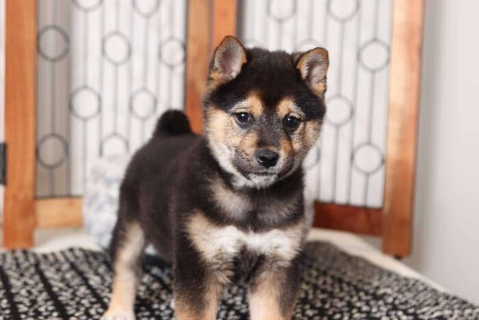 Hayes- Fun Black and Tan Male ACA Shiba Inu Puppy - Image 4