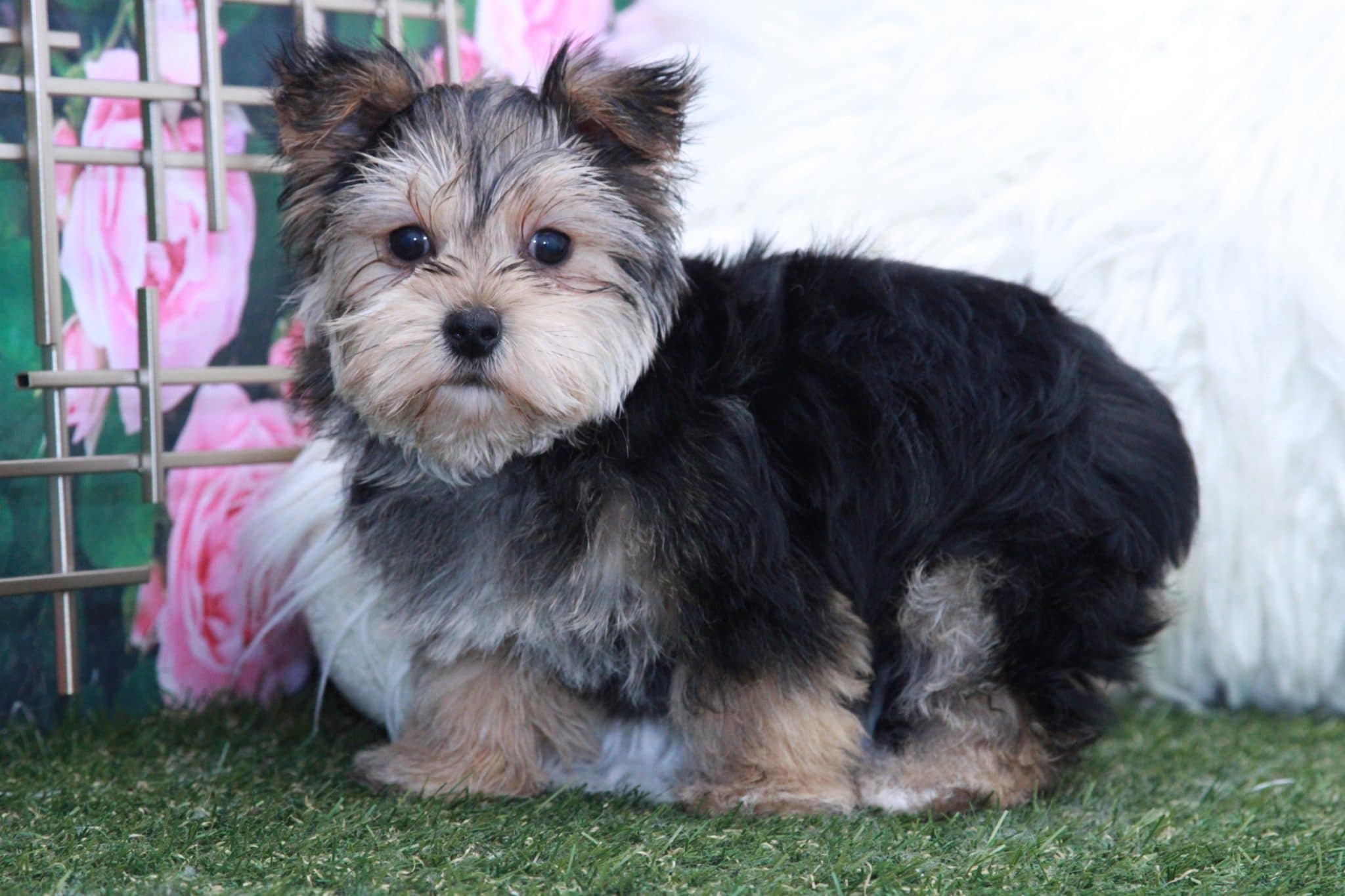Heath - Adventurous Male Morkie Puppy