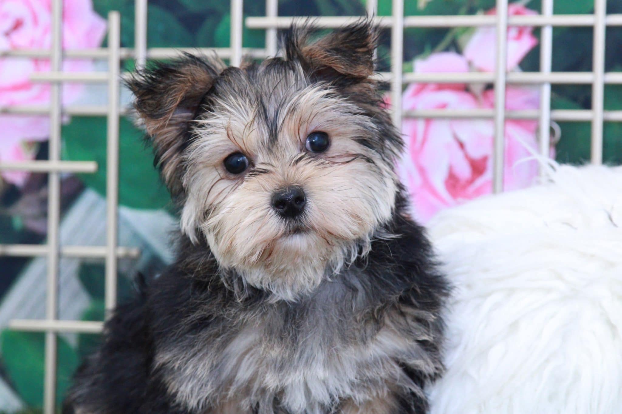 Heath - Adventurous Male Morkie Puppy - Image 3