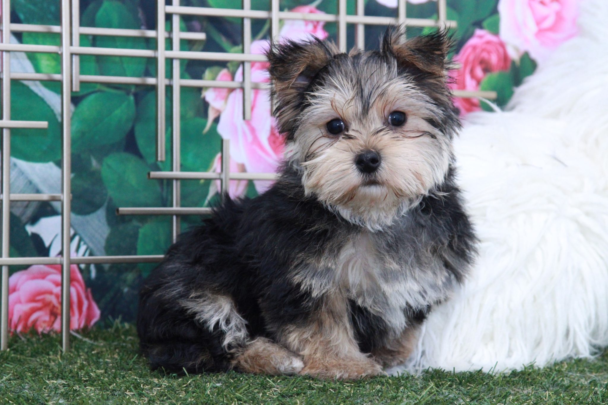 Heath - Adventurous Male Morkie Puppy - Image 4