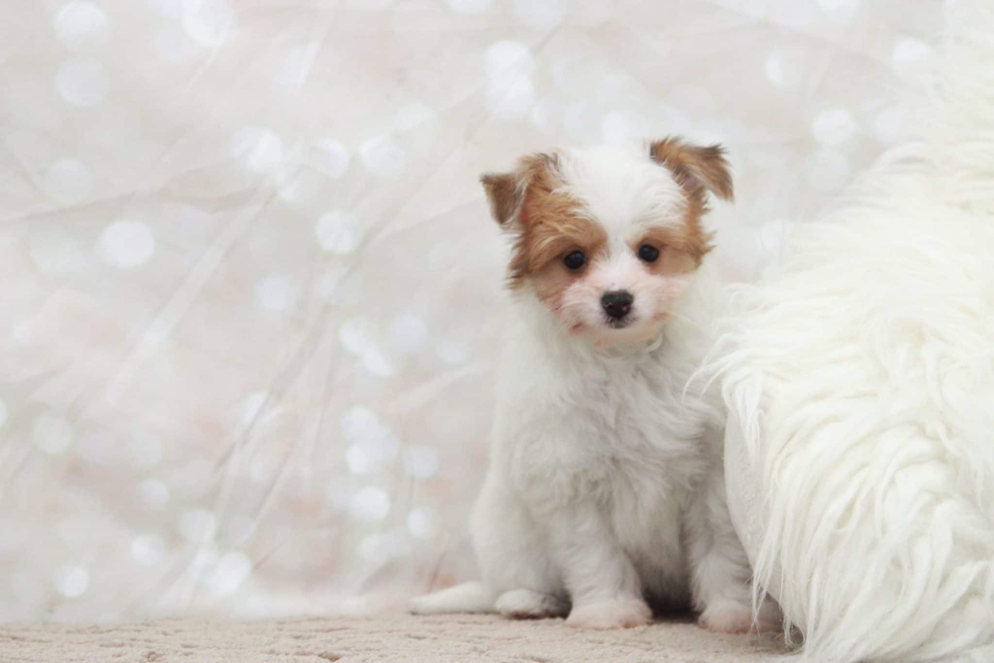 Heather - Cutest Female Yorkie Pom Puppy - Image 2