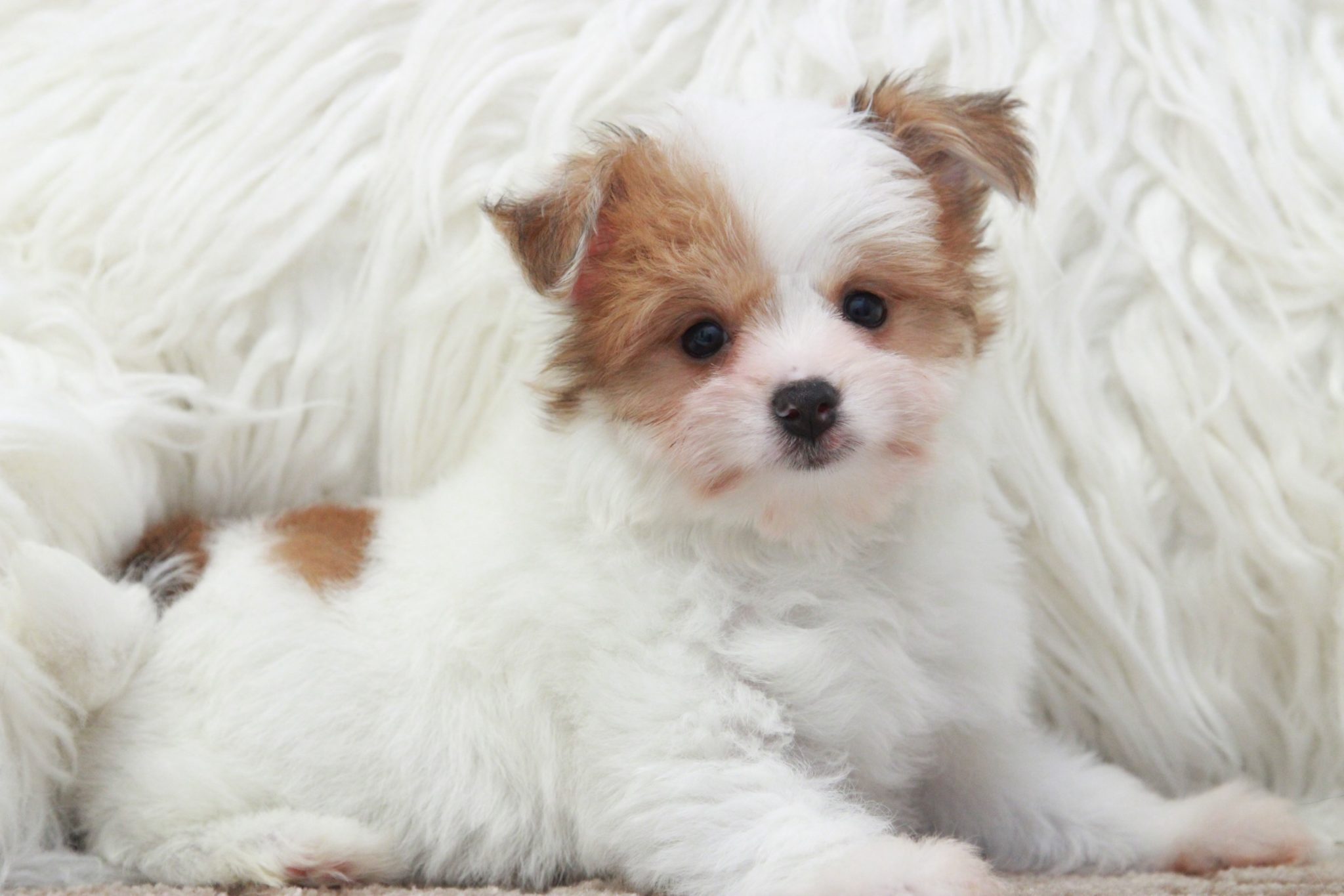 Heather - Cutest Female Yorkie Pom Puppy