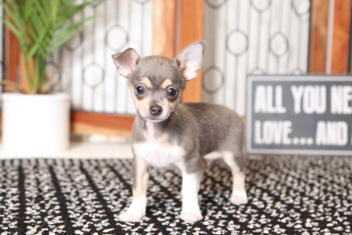 Heaven- Pretty Little Female ACA Chihuahua Puppy