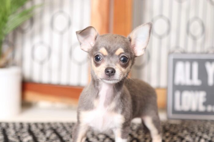 Heaven- Pretty Little Female ACA Chihuahua Puppy - Image 2