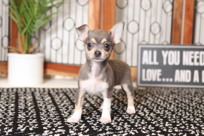Heaven- Pretty Little Female ACA Chihuahua Puppy - Image 3