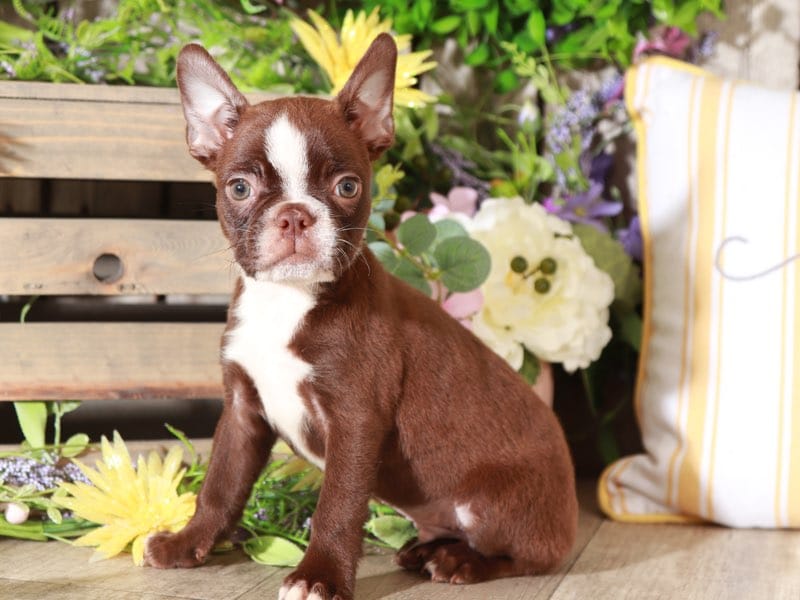Hector Chocolate, AKC, Boston Terrier