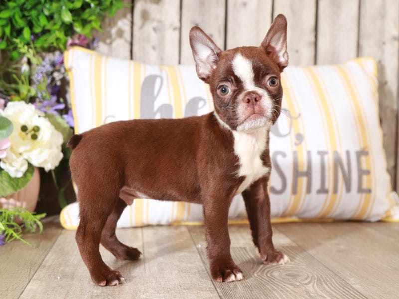 Hector Chocolate, AKC, Boston Terrier