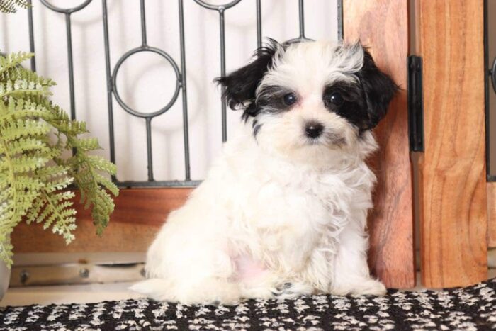 Hemingway  - Handsome Little Red Male Maltipoo Puppy