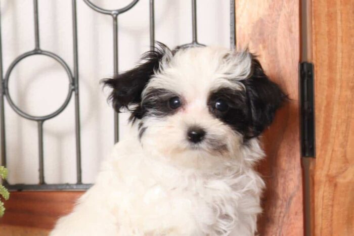 Hemingway  - Handsome Little Red Male Maltipoo Puppy - Image 2
