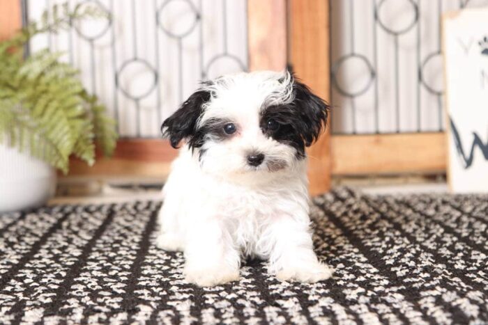 Hemingway  - Handsome Little Red Male Maltipoo Puppy - Image 3