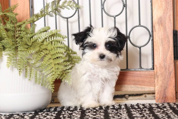 Hemingway  - Handsome Little Red Male Maltipoo Puppy - Image 4