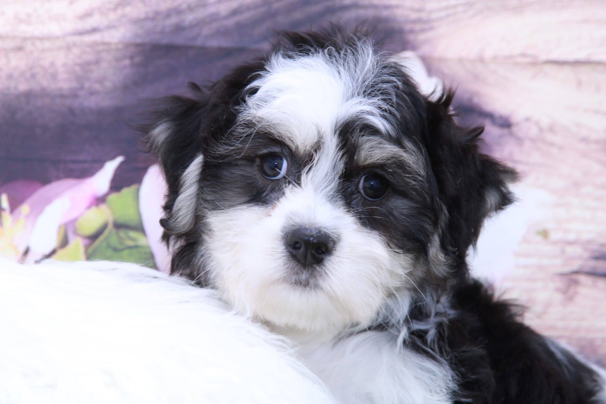 Herbie- Perfect Male Teddy Bear Puppy - Image 3
