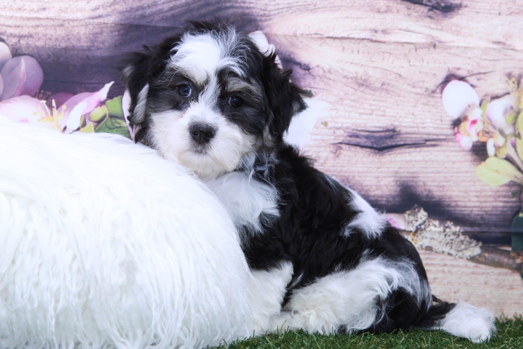 Herbie- Perfect Male Teddy Bear Puppy - Image 4