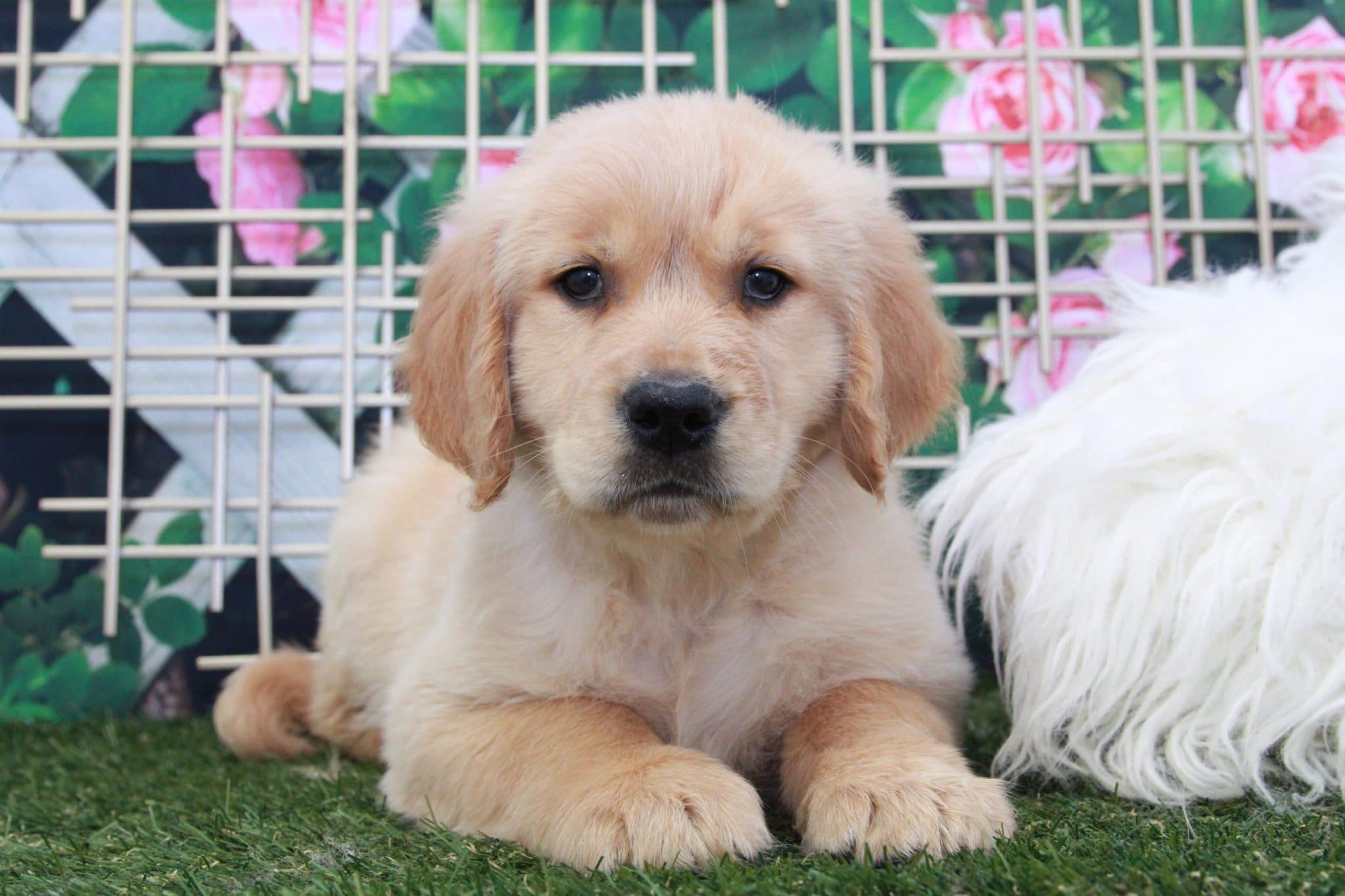 Hercules - Cutest Male Golden Retreiver Puppy
